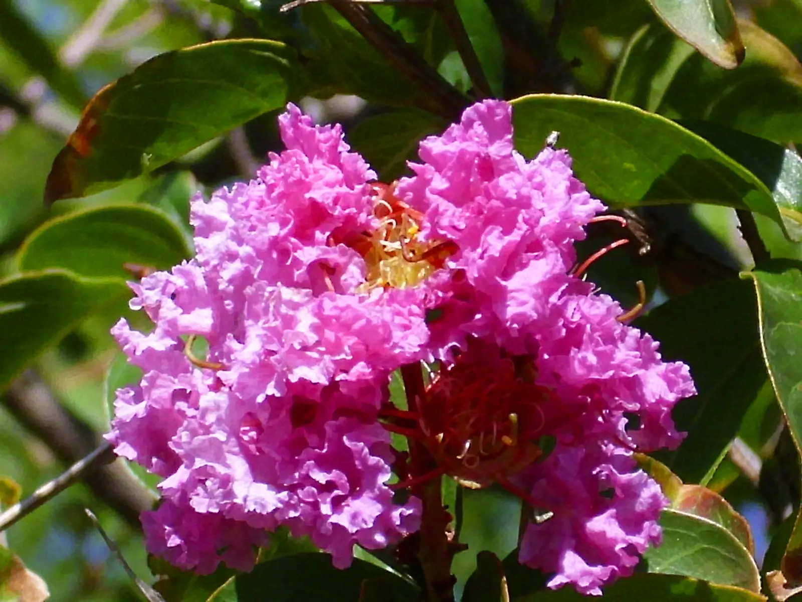 Crape Myrtle (Lagerstroemia Indica) — Grown for its extended summer bloom; this deciduous shrub or small tree is renowned for its extensive blooming period and