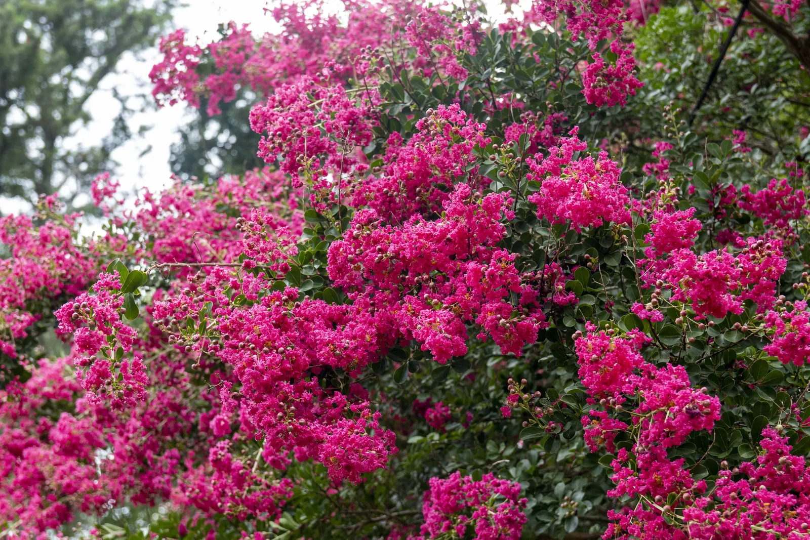 Crape Myrtle (Lagerstroemia Indica) — The blossoms typically emerge from late spring until autumn; the Crape Myrtle (Lagerstroemia indica) is a, image 129