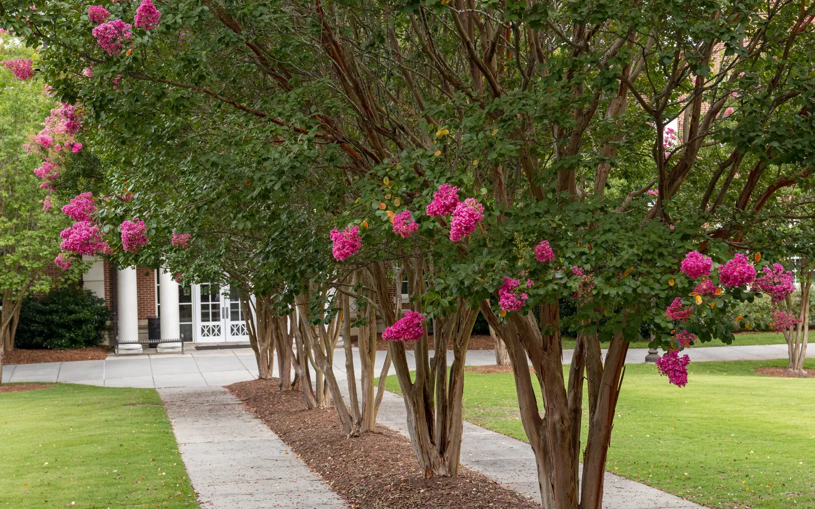 Crape Myrtle (Lagerstroemia Indica) — with shades ranging from pink to red; crape Myrtles are relatively low maintenance and have minimal pest and, image 149
