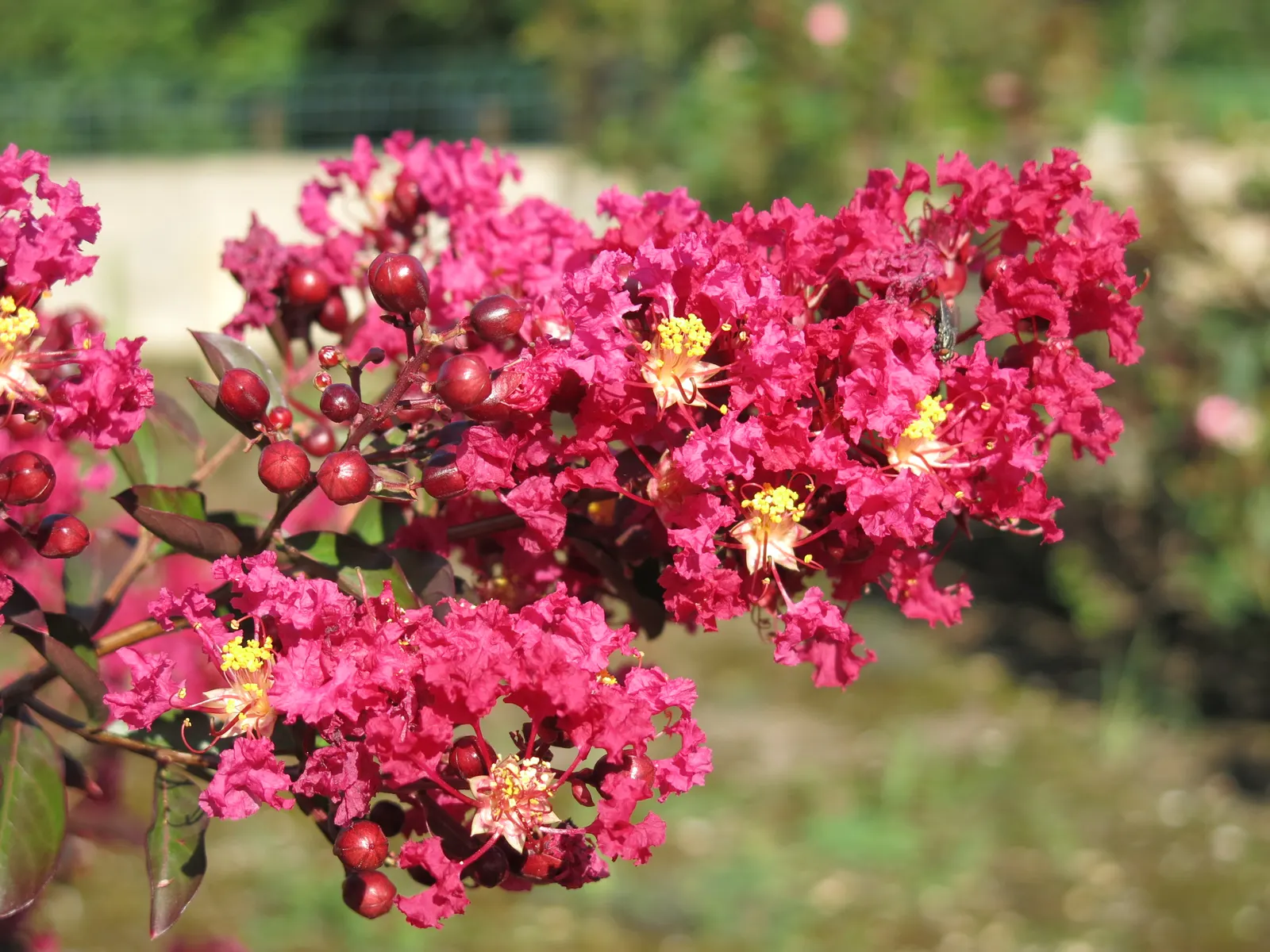 Crape Myrtle (Lagerstroemia Indica) — Crape Myrtles are relatively low maintenance and have minimal pest and disease concerns
