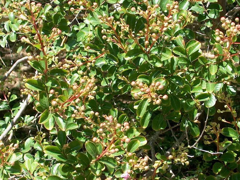 Crape Myrtle (Lagerstroemia Indica) — and they thrive in well-draining soil with a pH that is slightly acidic to neutral; exfoliating bark and, image 138