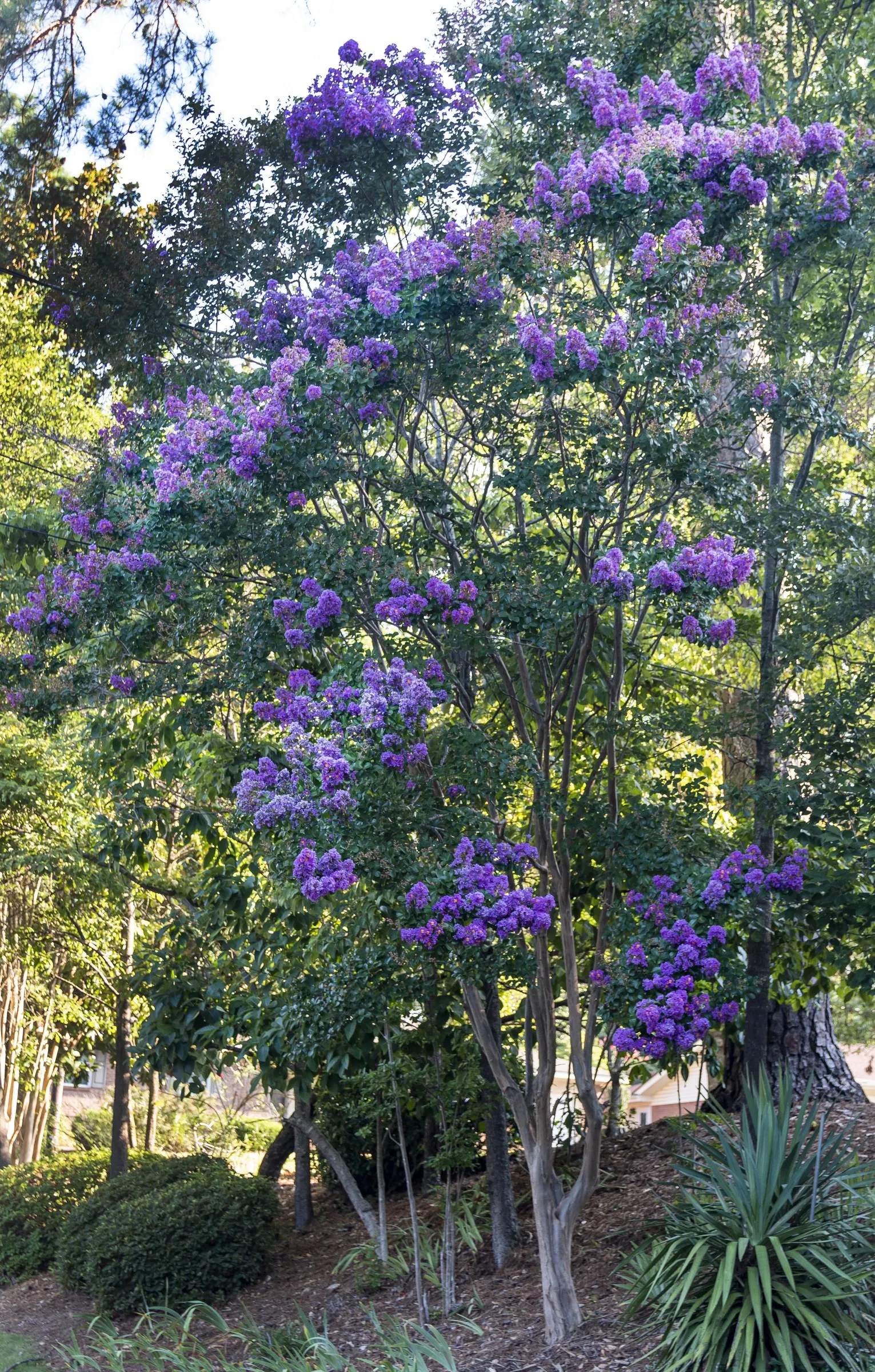 Crape Myrtle (Lagerstroemia Indica) — Mature specimens reach 15-25 feet in height and spread 6-15 feet; it features clusters of vibrant flowers, image 150
