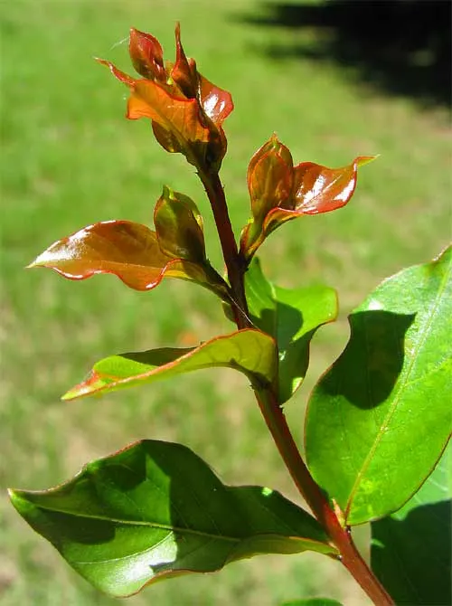 Crape Myrtle (Lagerstroemia Indica) — Hardiness is another virtue of the Crape Myrtle
