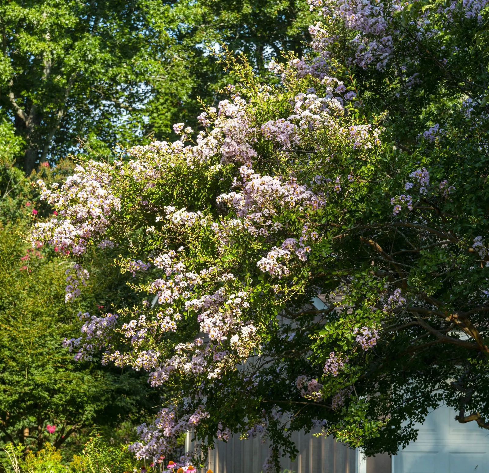 Crape Myrtle (Lagerstroemia Indica) — it features clusters of vibrant flowers; adding additional visual interest, image 148