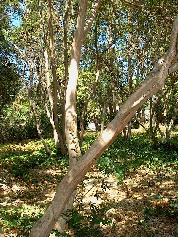 Crape Myrtle (Lagerstroemia Indica) — The Crape Myrtle (Lagerstroemia indica) is a versatile, flowering shrub/small tree, thriving in USDA zones 7-9; with