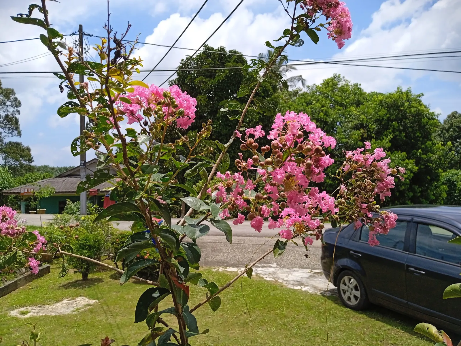 Crape Myrtle (Lagerstroemia Indica) — pink and red flowers in the garden