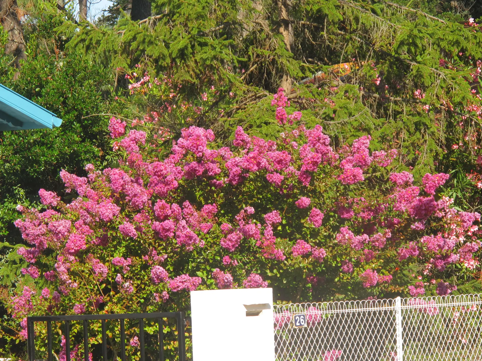 Crape Myrtle (Lagerstroemia Indica) — it features clusters of vibrant flowers; adding additional visual interest