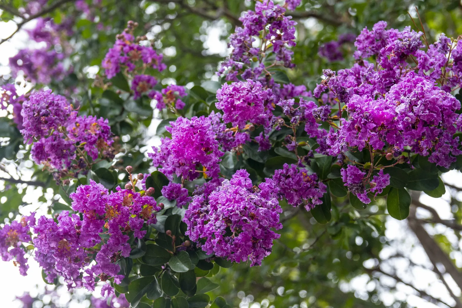Crape Myrtle (Lagerstroemia Indica) — requiring at least 6 hours of direct sunlight per day