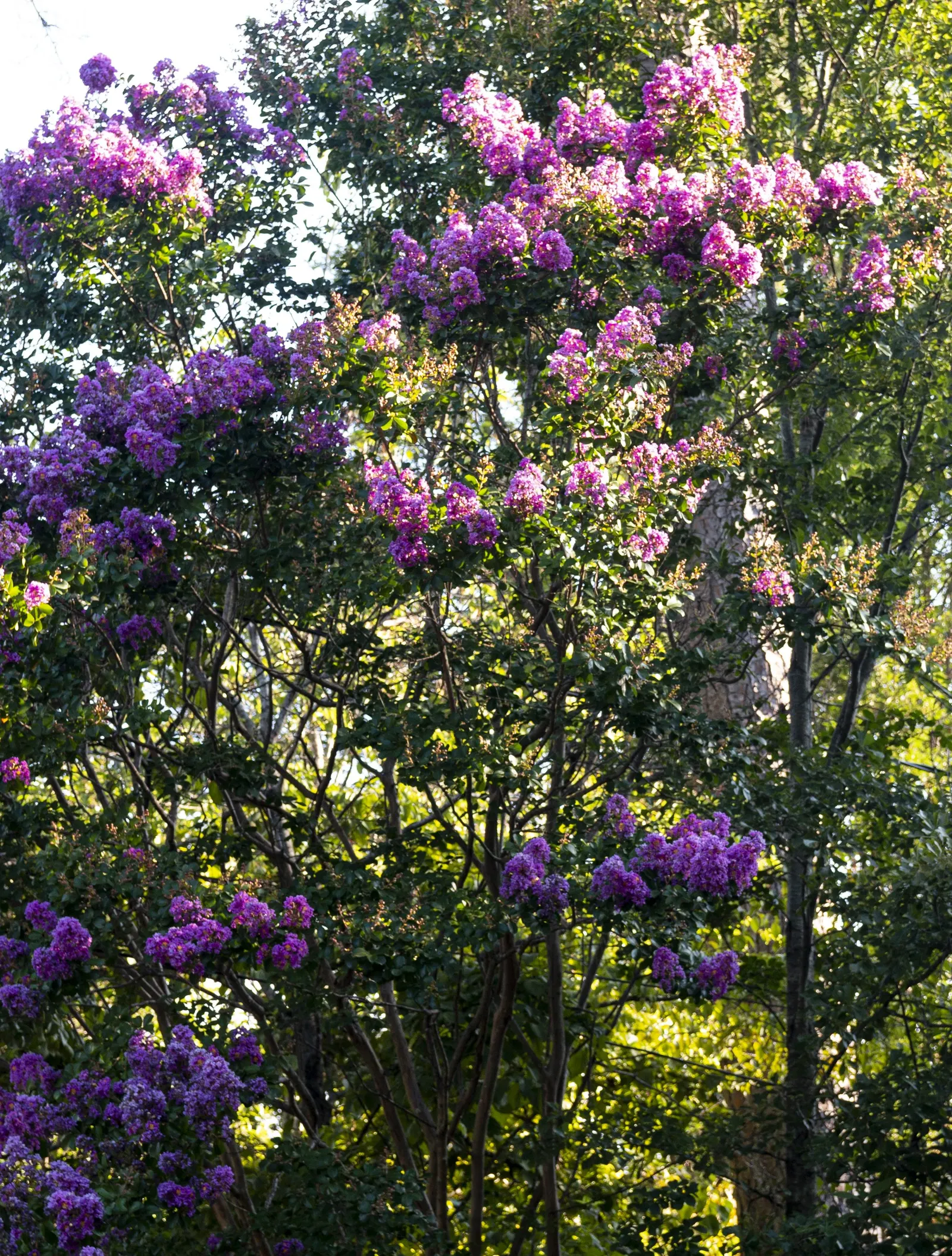 Crape Myrtle (Lagerstroemia Indica) — is a quintessential choice for adding vibrant color and architectural interest to landscape designs, image 155