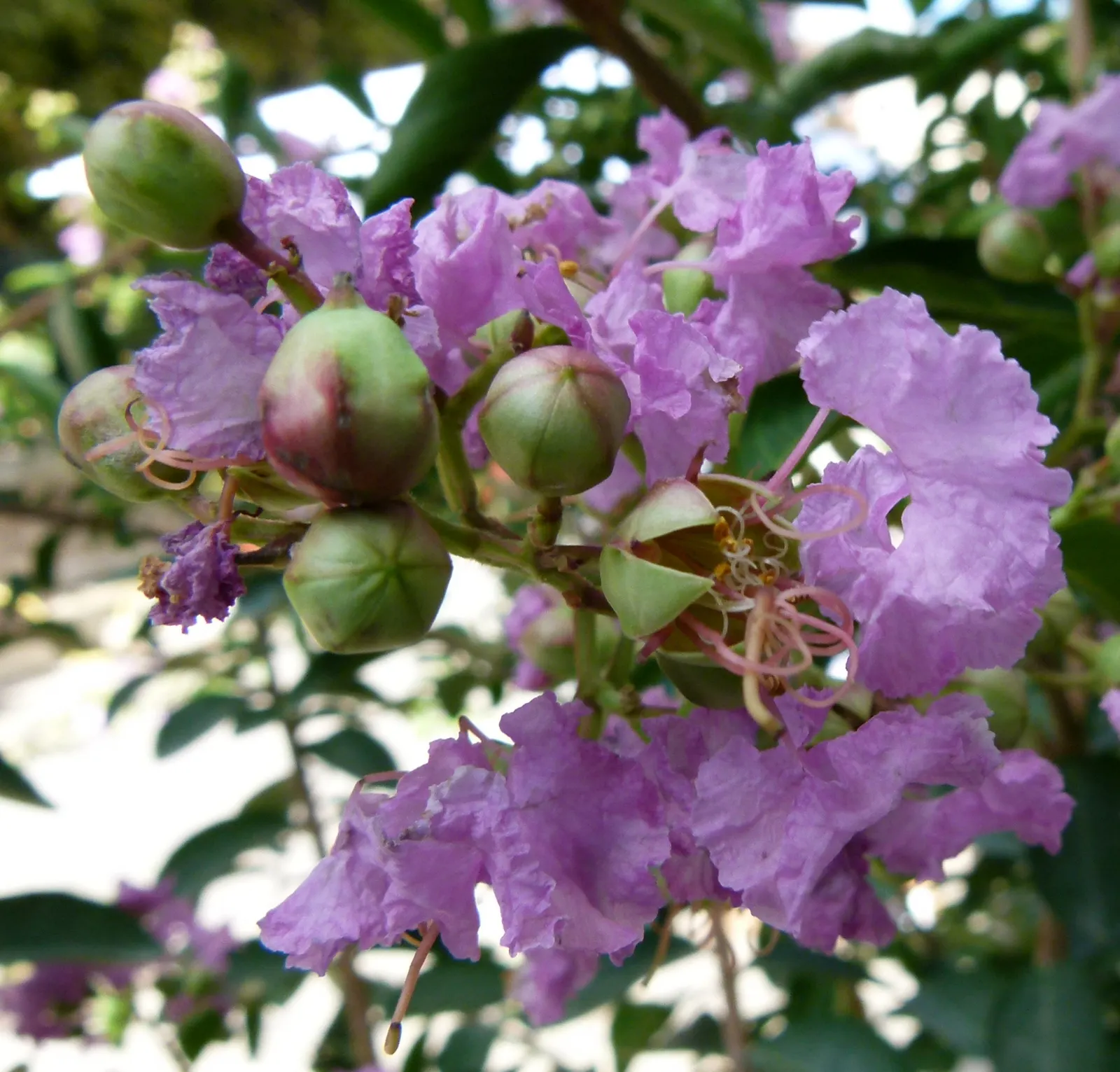 Crape Myrtle (Lagerstroemia Indica) — with shades ranging from pink to red; crape Myrtles are relatively low maintenance and have minimal pest and disease