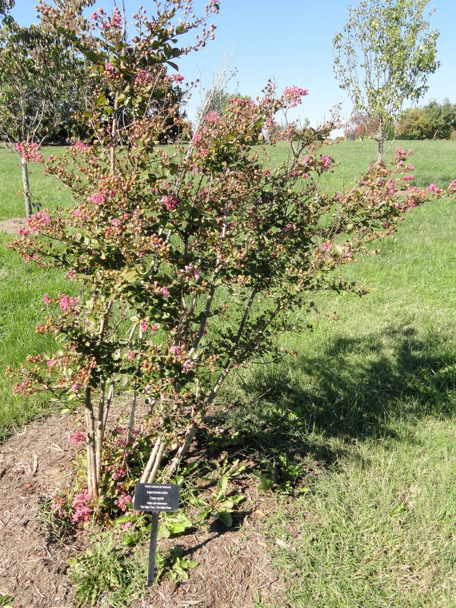 Crape Myrtle (Lagerstroemia Indica) — shrub / tree for full
