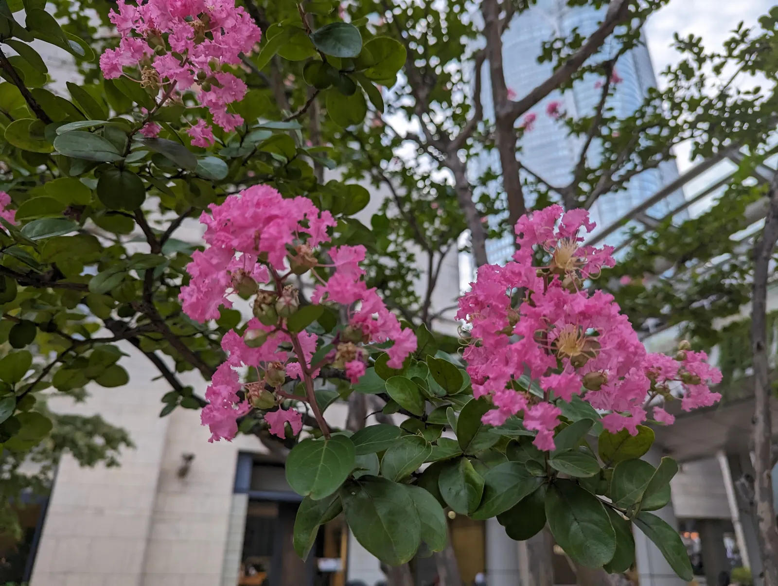 Crape Myrtle (Lagerstroemia Indica) — It's advisable to remove spent flowers and prune in late winter for the best results