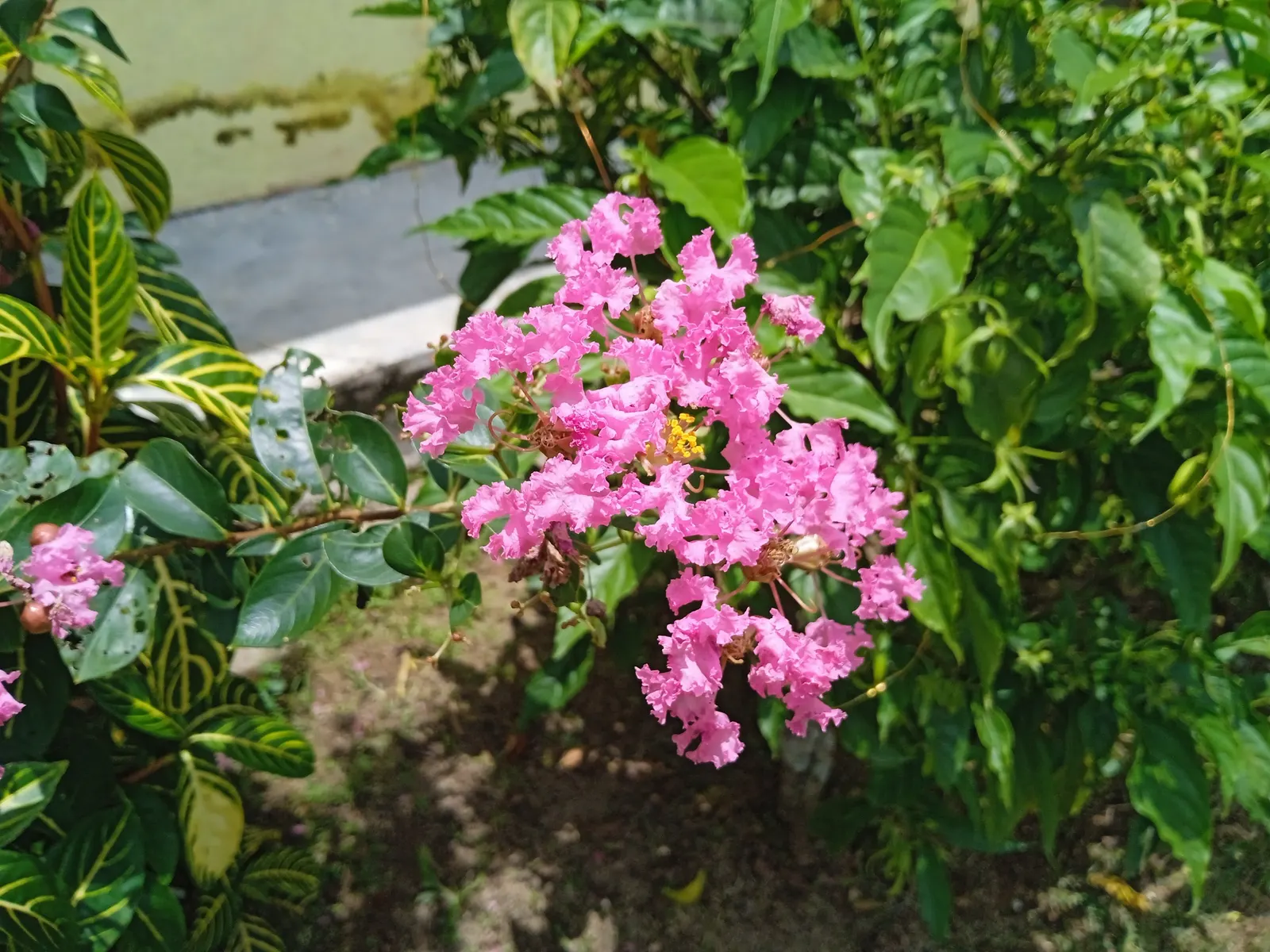 Crape Myrtle (Lagerstroemia Indica) — shrub / tree with pink and red blooms