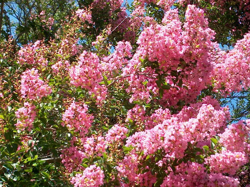 Crape Myrtle (Lagerstroemia Indica) — Drought tolerant once established and requires minimal maintenance; it's advisable to remove spent flowers, image 66