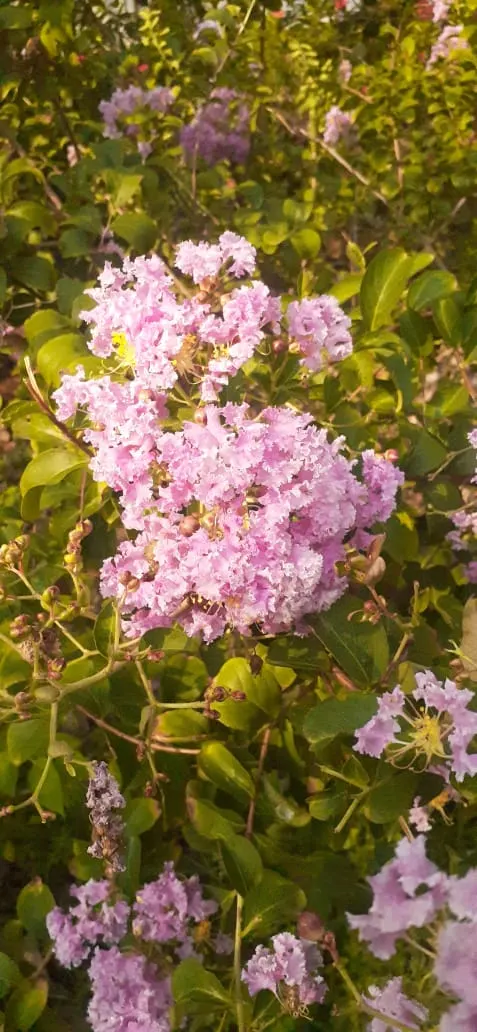 Crape Myrtle (Lagerstroemia Indica) — offering a long-lasting display of color.<br><br>Crape Myrtles can vary in size; drought tolerant once, image 159