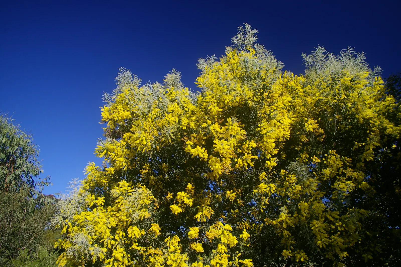 Silver Wattle (Acacia Dealbata) — Silver Wattle boasts a silver-gray hue due to a fine powder that covers its bipinnate leaves; making it an, image 63