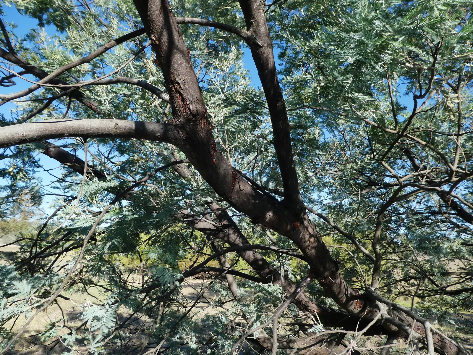Silver Wattle (Acacia Dealbata) — is a striking evergreen tree hailing from the Fabaceae family; this tree's striking winter-to-spring blooms add, image 152