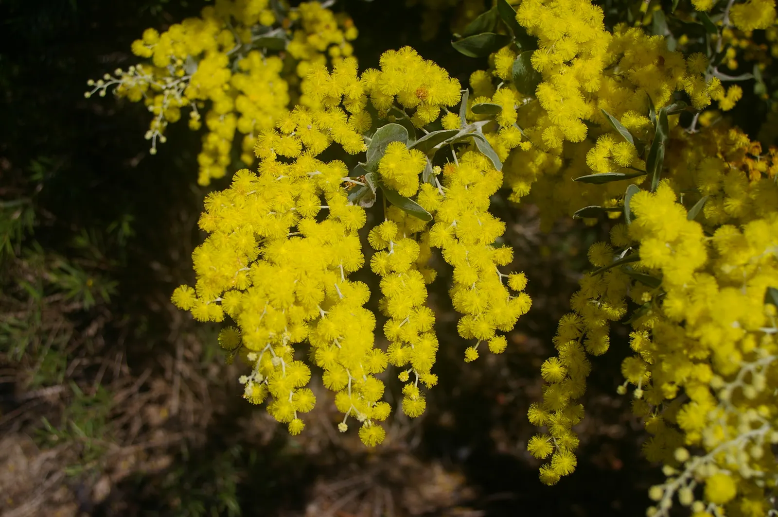 Silver Wattle (Acacia Dealbata) — expect a magnificent spectacle when the tree bursts into bountiful clusters of luminous yellow; for maximum vitality, it