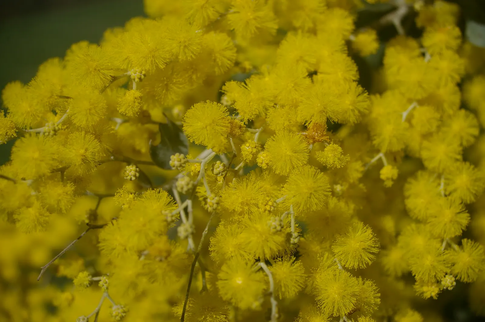 Silver Wattle (Acacia Dealbata) — providing a generous area of dappled shade.<br><br>Distinguished by its feathery; tree with yellow blooms