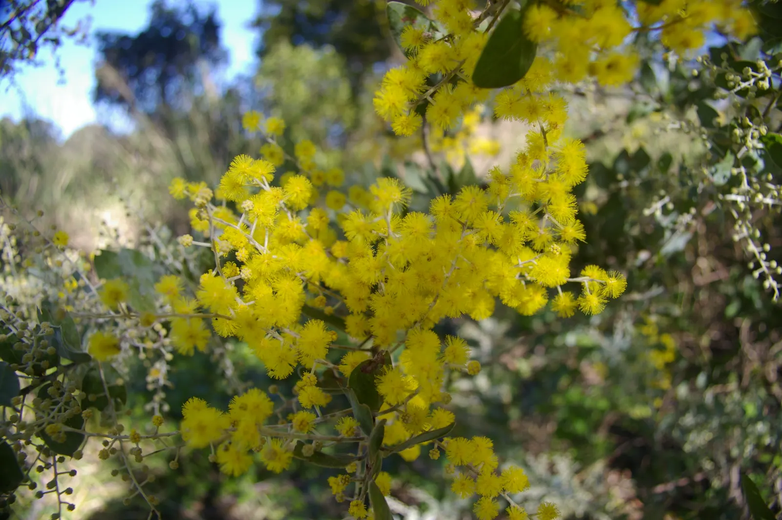 Silver Wattle (Acacia Dealbata) — The Silver Wattle (Acacia dealbata) is a fast-growing evergreen; preferring full sun and well-draining soils, it's, image 73