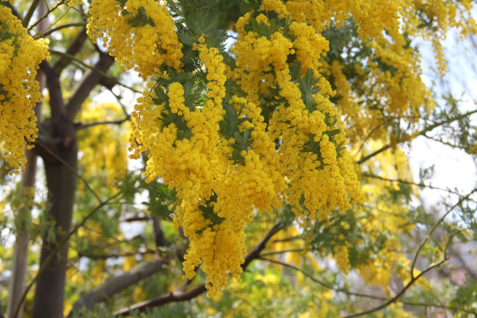 Silver Wattle (Acacia Dealbata) — yellow flowers in the garden; scientifically referred to as Acacia dealbata, image 166