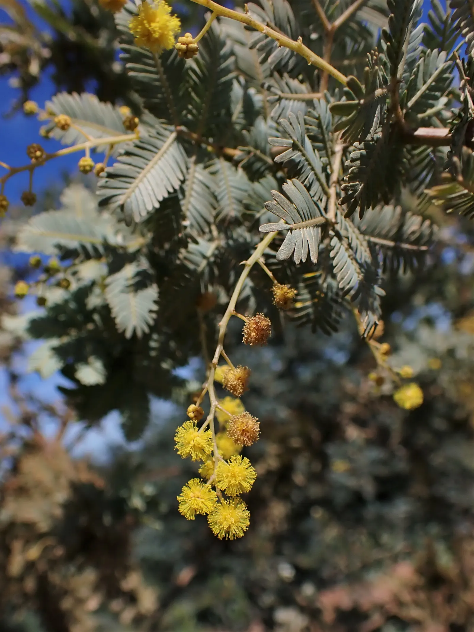 Silver Wattle (Acacia Dealbata) — providing a generous area of dappled shade.<br><br>Distinguished by its feathery; tree with yellow blooms, image 110