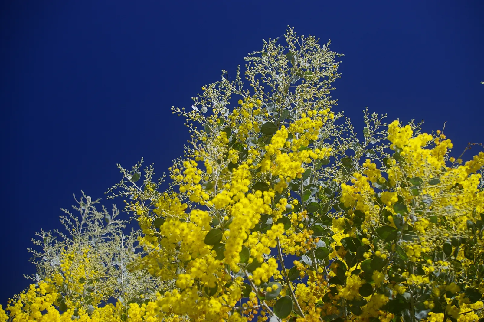 Silver Wattle (Acacia Dealbata) — Silver Wattle can tolerate a variety of soil types but excels in acidic to neutral pH ranges; it is renowned for, image 67