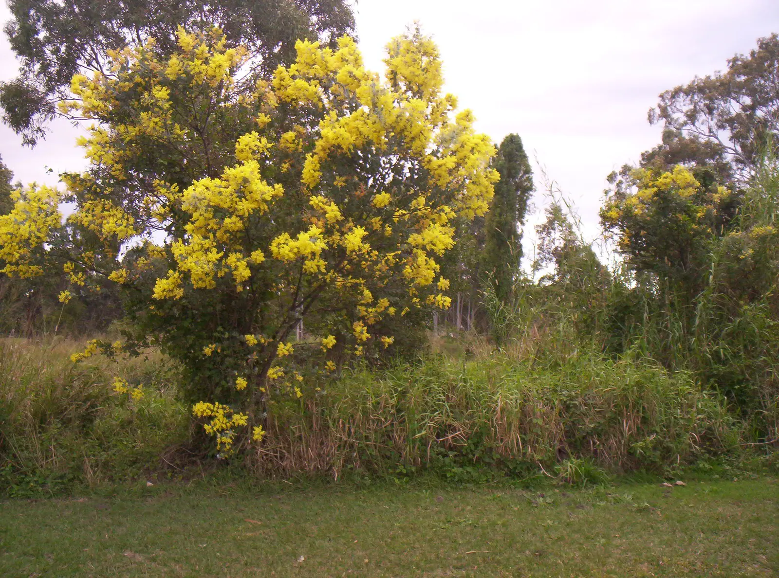 Silver Wattle (Acacia Dealbata) — reaching up to 90 feet in height; making it a popular choice for landscape designs that require a quick, image 74