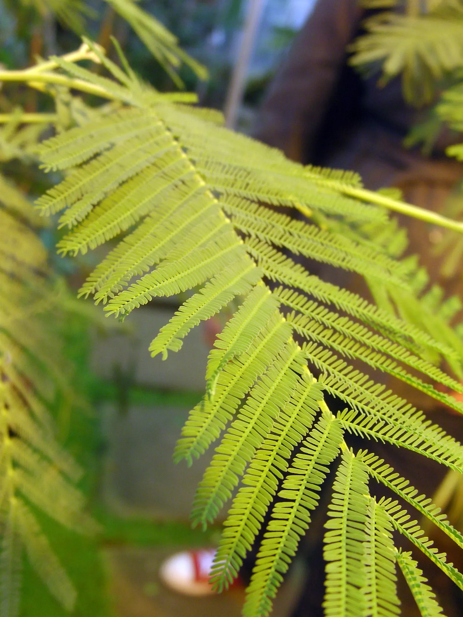 Silver Wattle (Acacia Dealbata) — Native to southeastern Australia