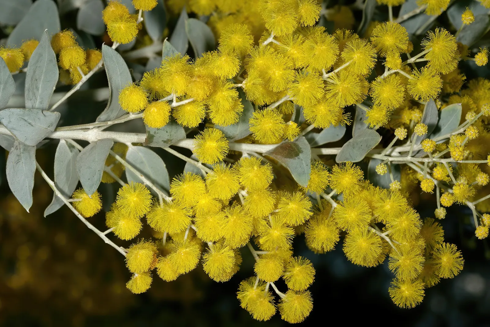 Silver Wattle (Acacia Dealbata) — The tree typically reaches a mature height ranging from 20 to 50 feet; native to southeastern Australia