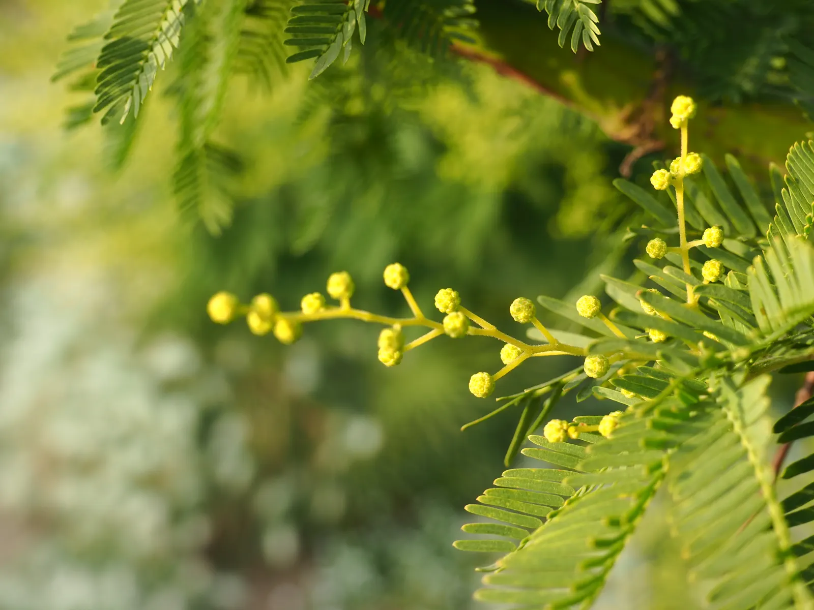 Silver Wattle (Acacia Dealbata) — making it an excellent specimen or screening plant; silver Wattle boasts a silver-gray hue due to a fine powder that covers