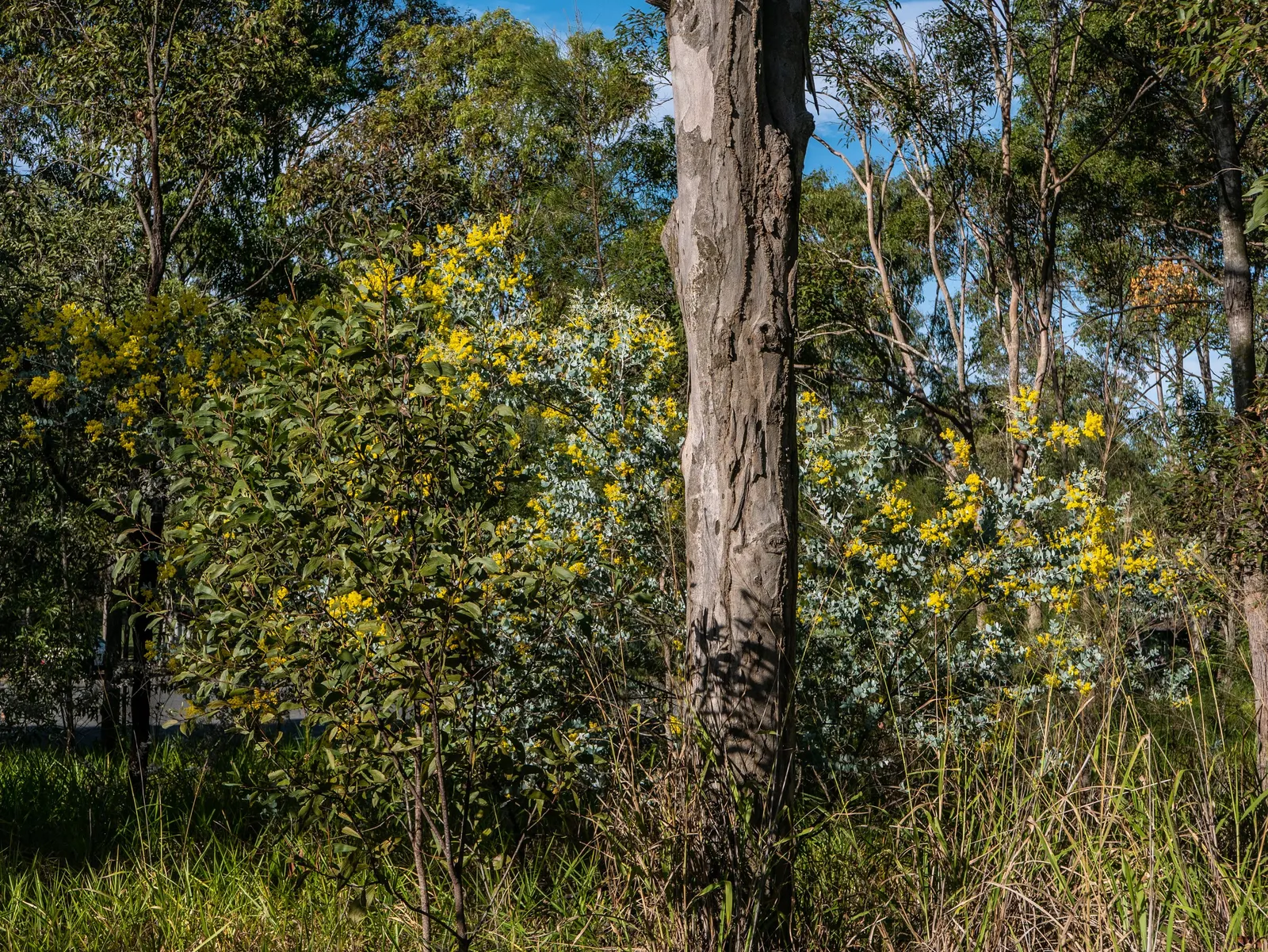Silver Wattle (Acacia Dealbata) — with a canopy spread of 20 to 30 feet; in the late winter to early spring, image 61