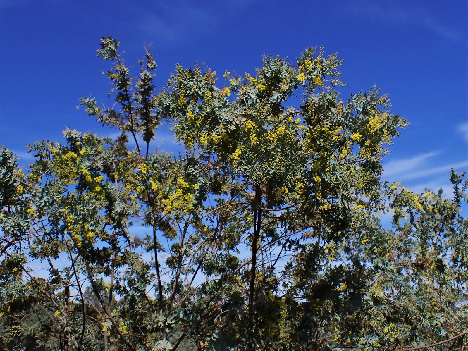 Silver Wattle (Acacia Dealbata) — yellow flowers in the garden