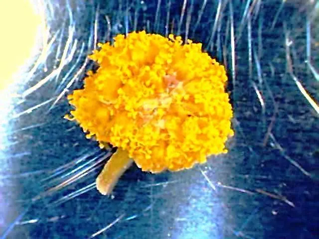 Silver Wattle (Acacia Dealbata) — Silver Wattle can tolerate a variety of soil types but excels in acidic to neutral pH ranges; it is renowned for, image 163