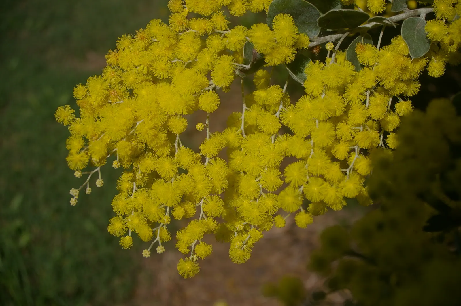Silver Wattle (Acacia Dealbata) — yellow flowers in the garden; scientifically referred to as Acacia dealbata, image 70