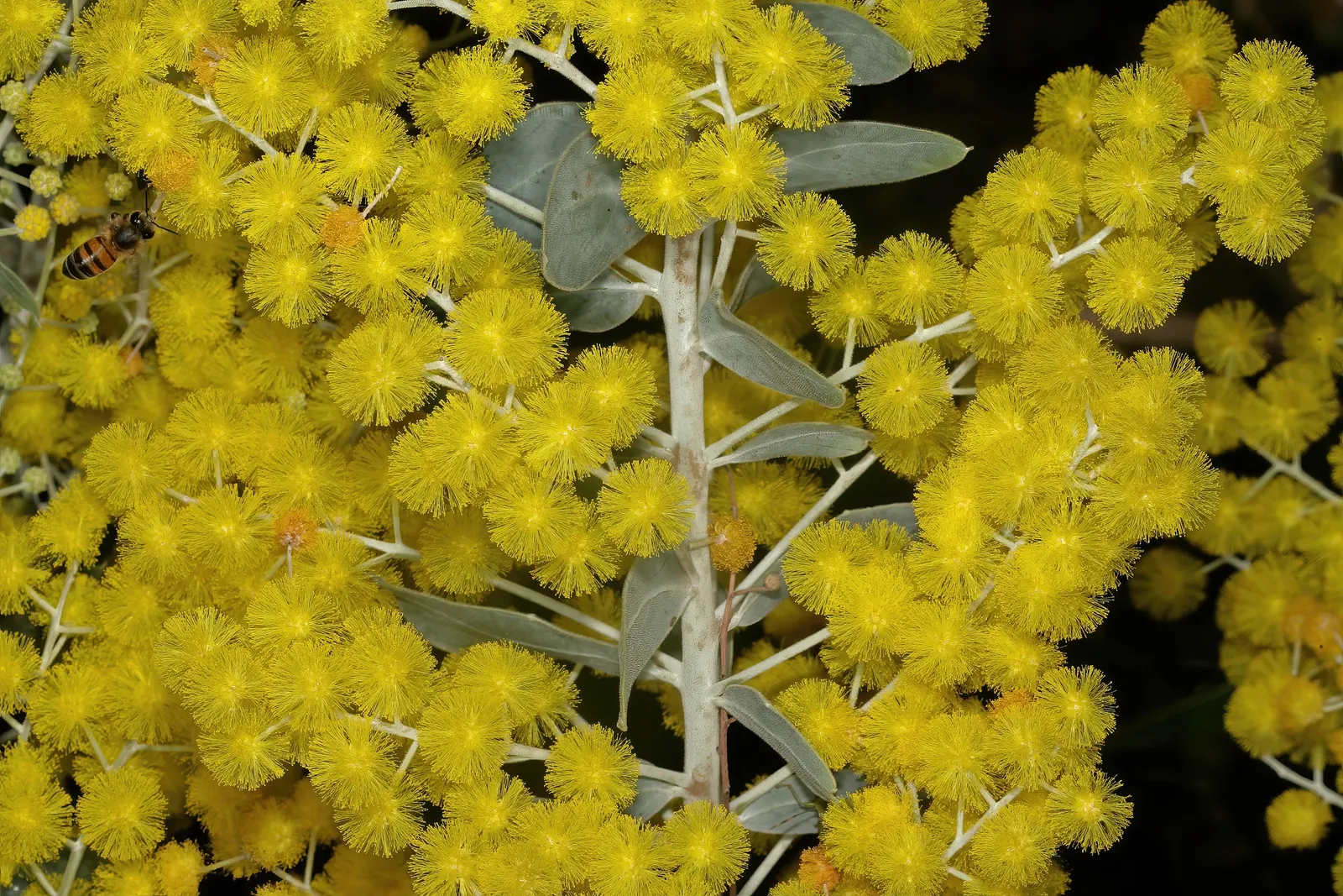 Silver Wattle (Acacia Dealbata) — making it a popular choice for landscape designs that require a quick establishment of greenery; reaching up to, image 59