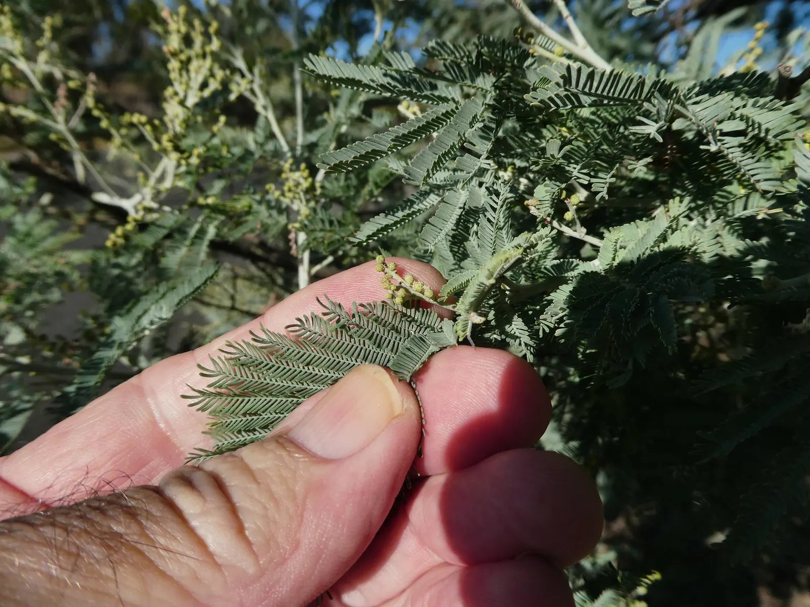 Silver Wattle (Acacia Dealbata) — making it an excellent specimen or screening plant; silver Wattle boasts a silver-gray hue due to a fine powder, image 150