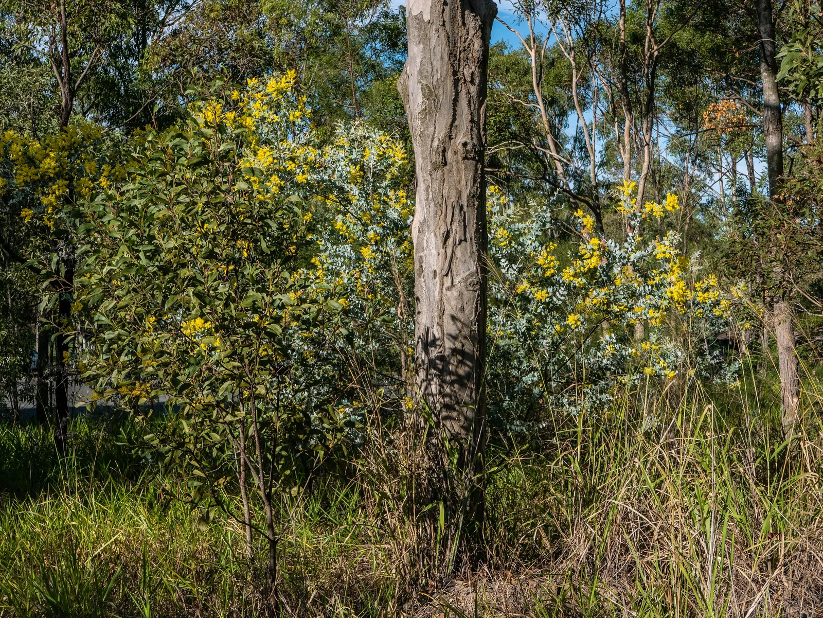 Silver Wattle (Acacia Dealbata) — providing a generous area of dappled shade.<br><br>Distinguished by its feathery; tree with yellow blooms, image 62