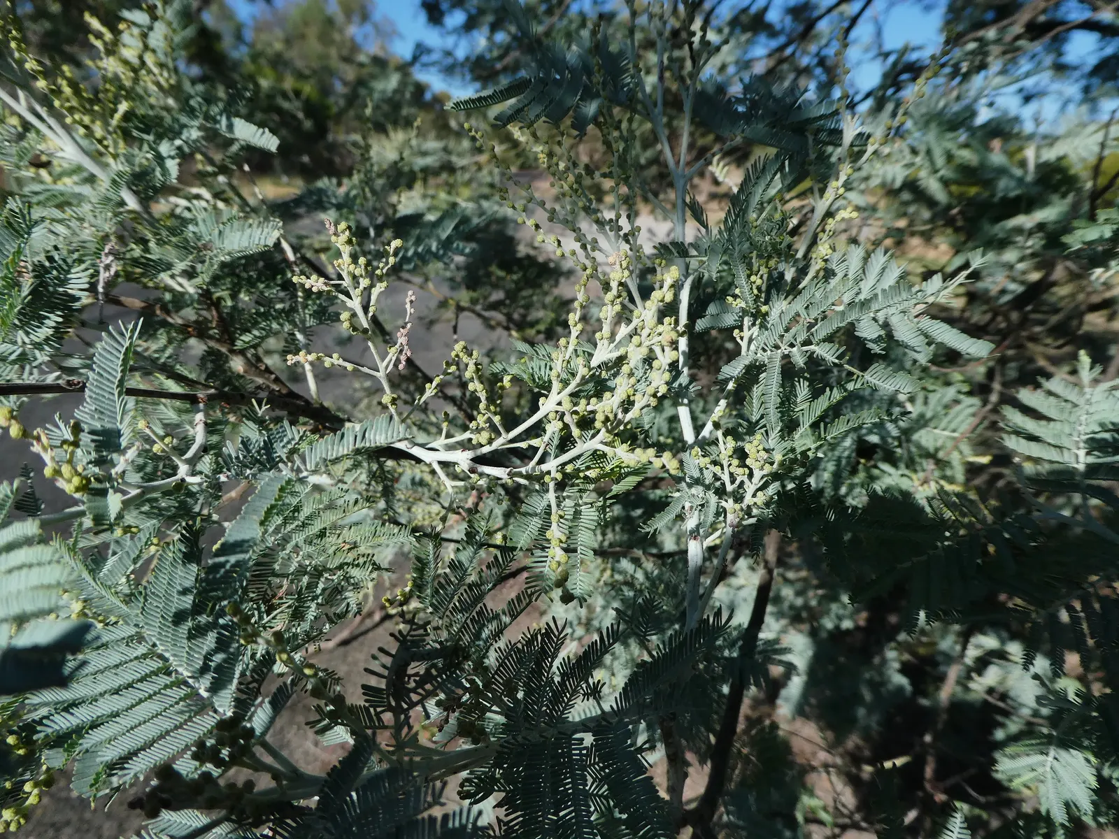 Silver Wattle (Acacia Dealbata) — Native to southeastern Australia; the tree typically reaches a mature height ranging from 20 to 50 feet, image 153