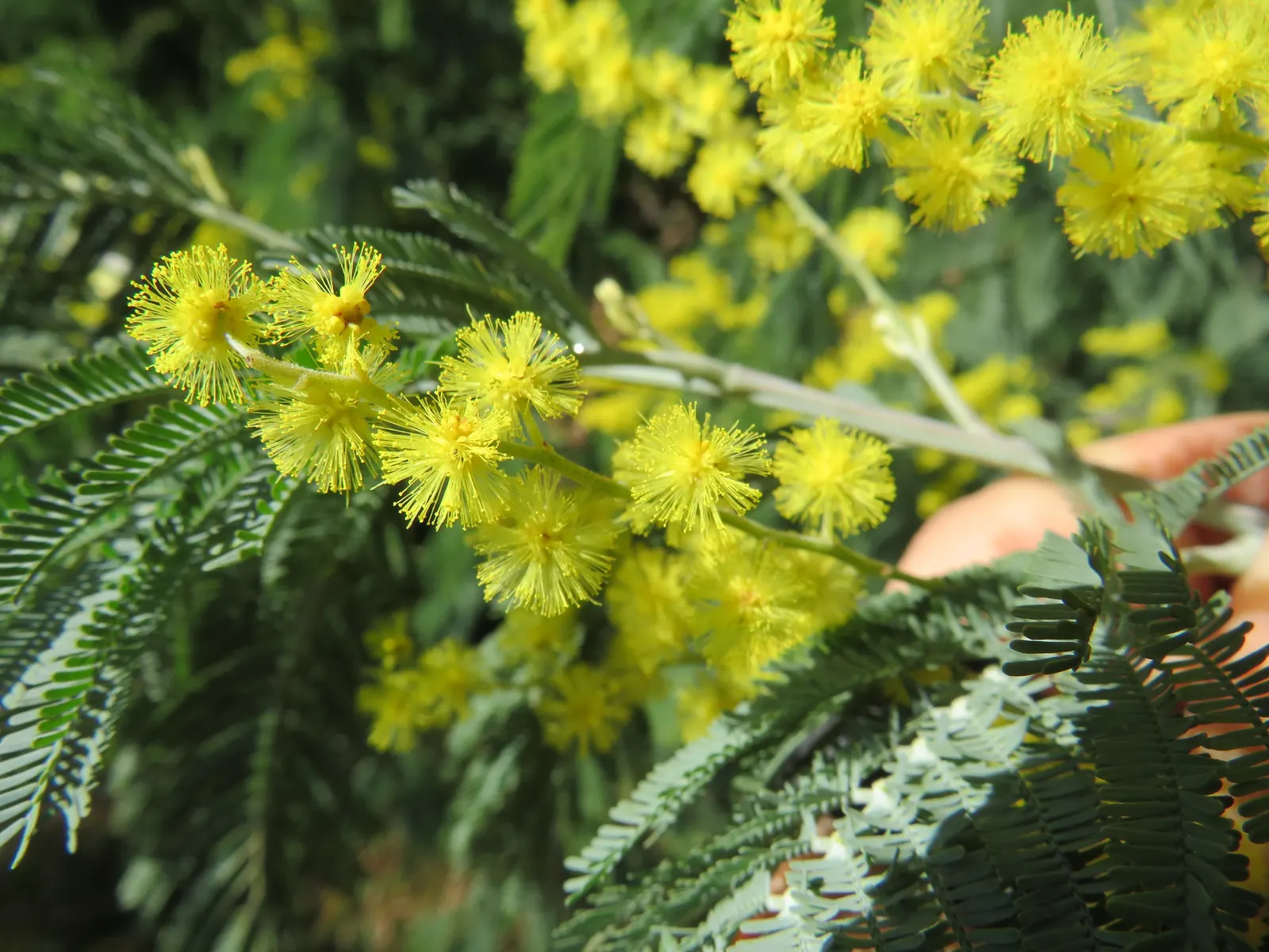 Silver Wattle (Acacia Dealbata) — making it a popular choice for landscape designs that require a quick establishment of greenery; reaching up to, image 155