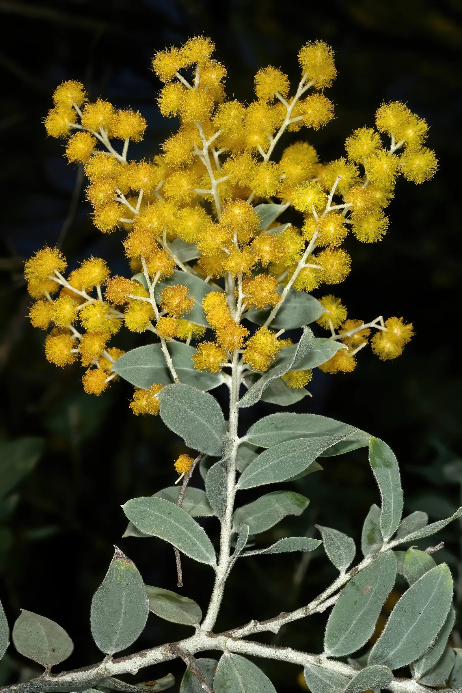 Silver Wattle (Acacia Dealbata) — it is renowned for its ornate aesthetic and fast-growing nature; silver Wattle can tolerate a variety of soil, image 58