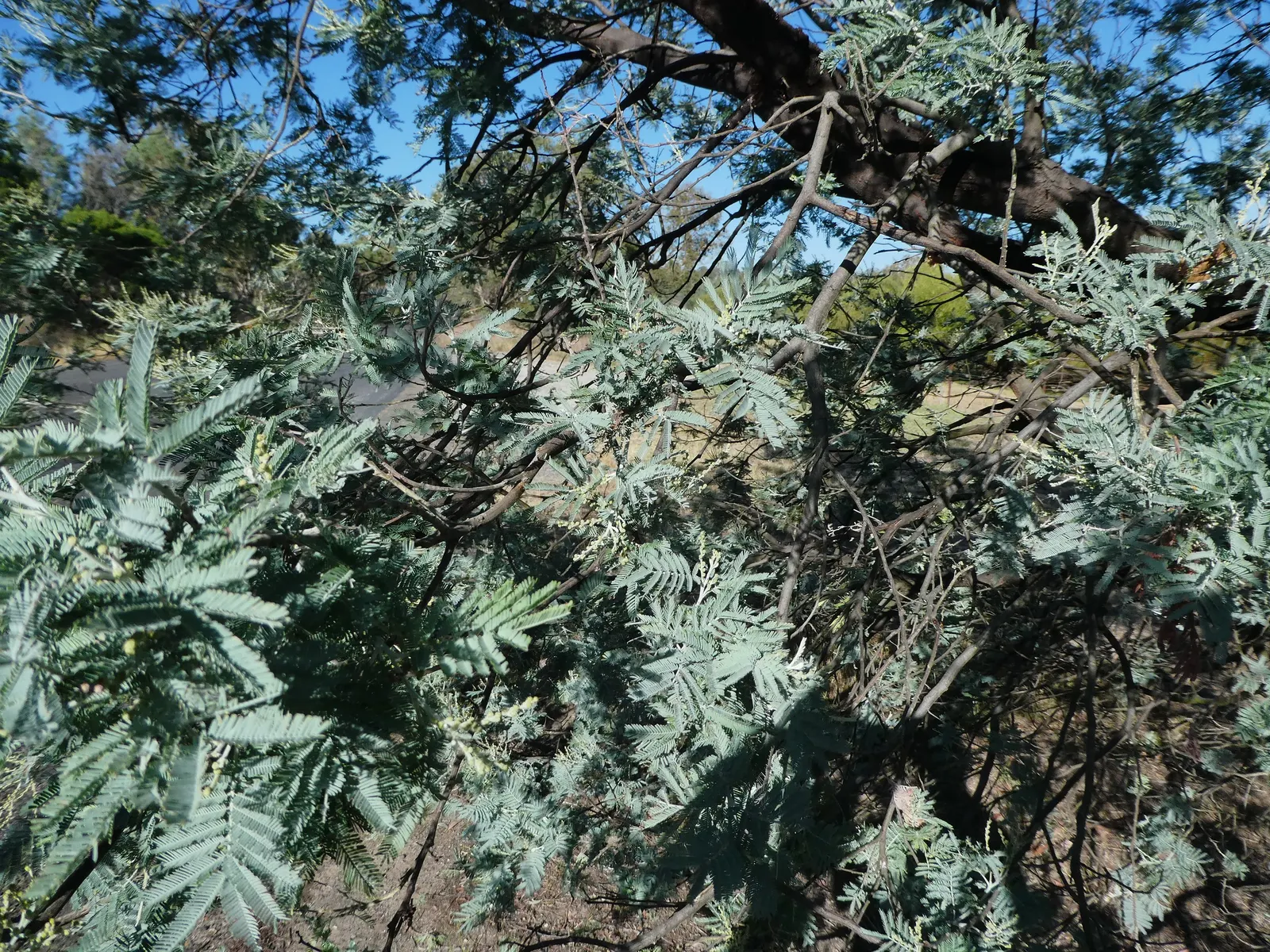Silver Wattle (Acacia Dealbata) — Preferring full sun and well-draining soils, it's drought-tolerant once established; the Silver Wattle (Acacia, image 148