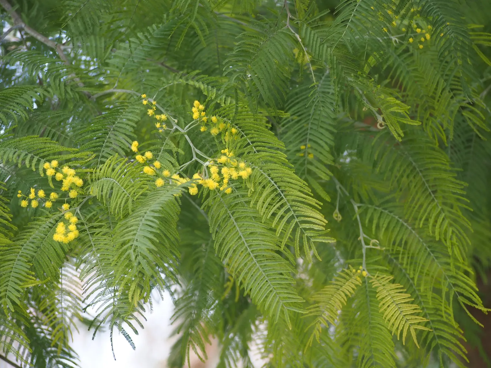 Silver Wattle (Acacia Dealbata) — with a canopy spread of 20 to 30 feet; in the late winter to early spring, image 157