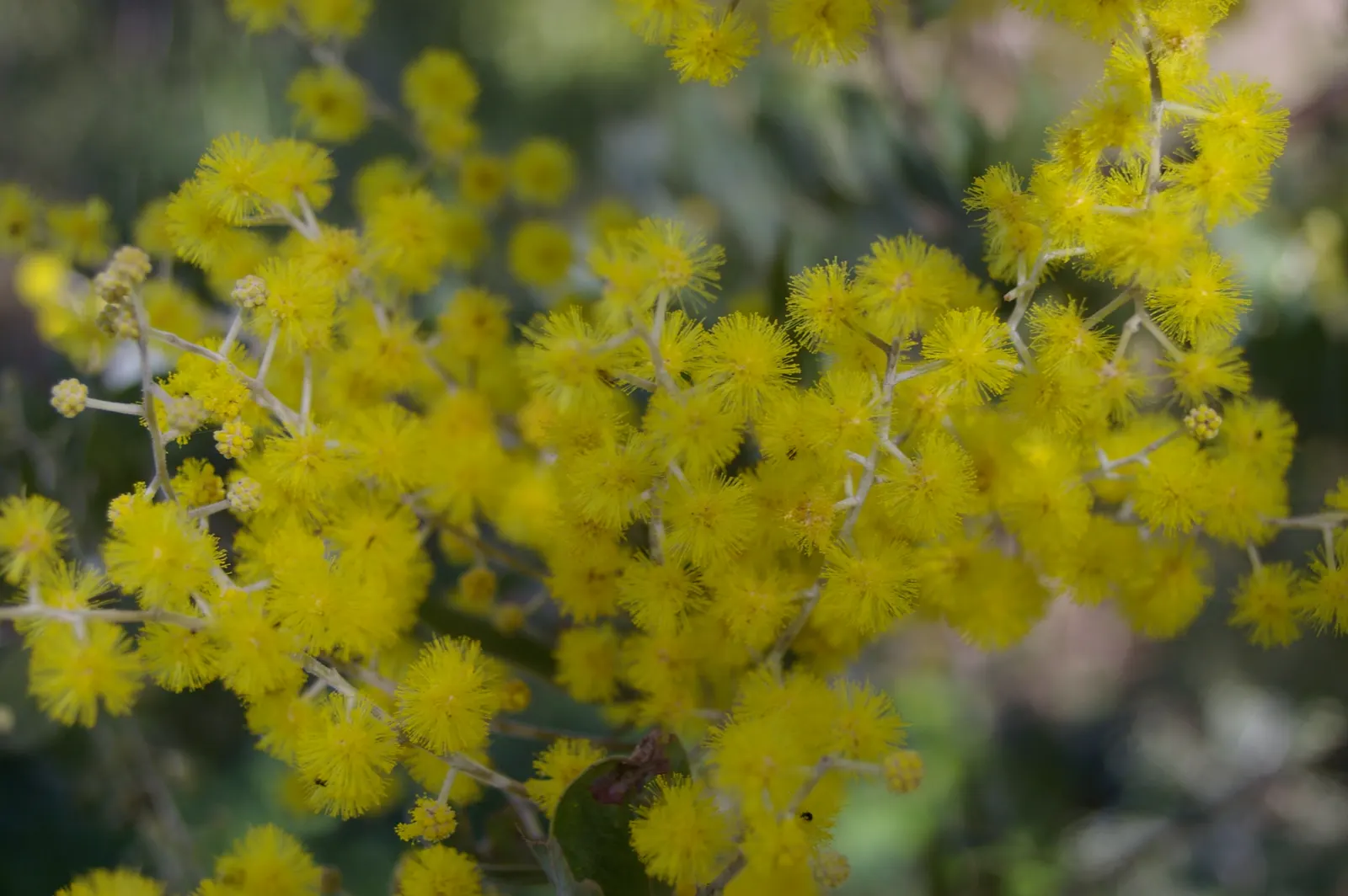 Silver Wattle (Acacia Dealbata) — Silver Wattle can tolerate a variety of soil types but excels in acidic to neutral pH ranges