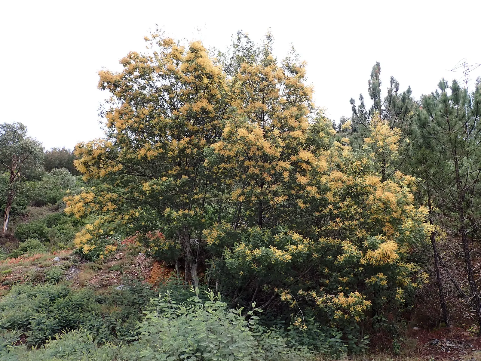 Silver Wattle (Acacia Dealbata) — is a striking evergreen tree hailing from the Fabaceae family