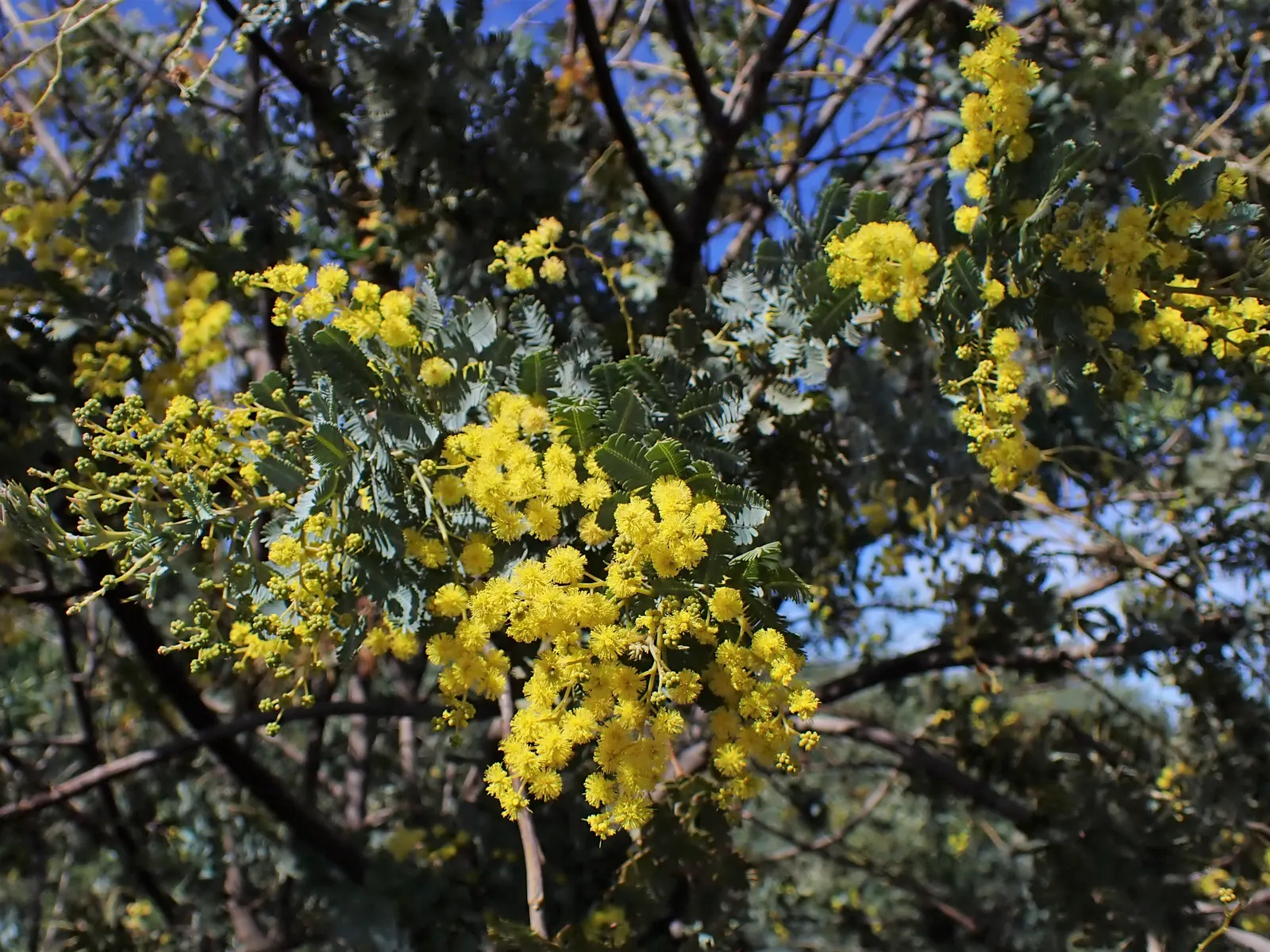 Silver Wattle (Acacia Dealbata) — Its feathery, blue-green foliage and bright yellow, fragrant flowers enliven gardens in USDA zones 8-11; each, image 147