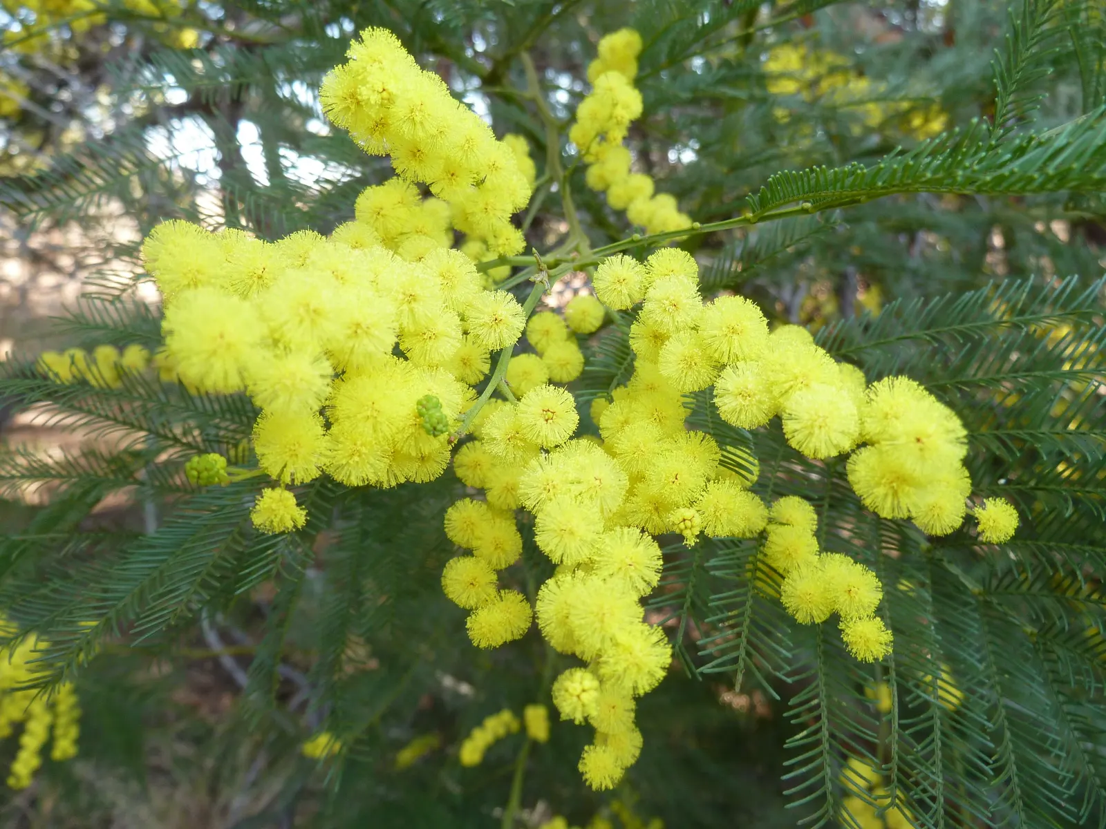 Silver Wattle (Acacia Dealbata) — This tree's striking winter-to-spring blooms add warmth and color; is a striking evergreen tree hailing from the Fabaceae