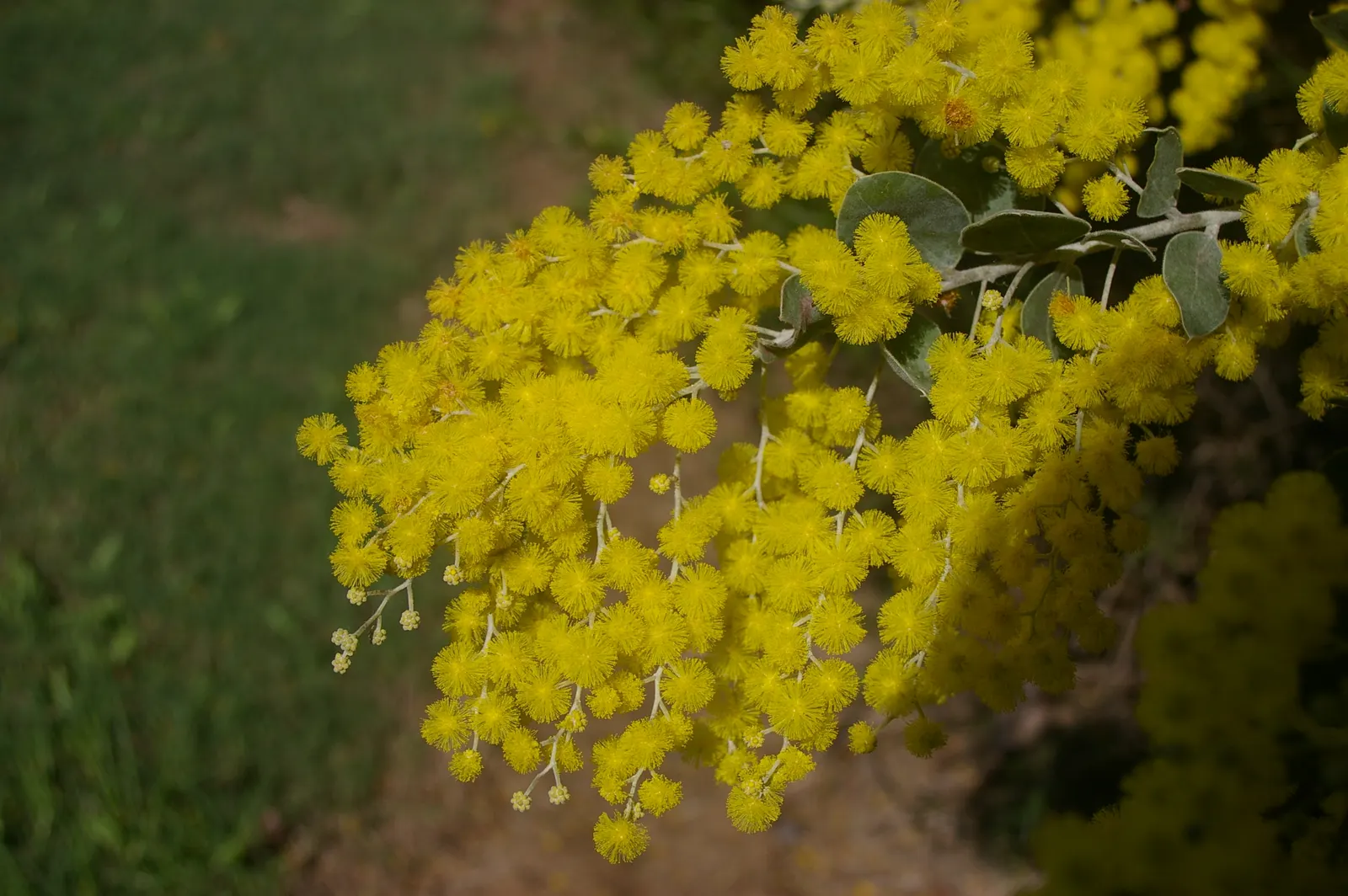 Silver Wattle (Acacia Dealbata) — tree with yellow blooms; providing a generous area of dappled shade.<br><br>Distinguished by its feathery, image 71