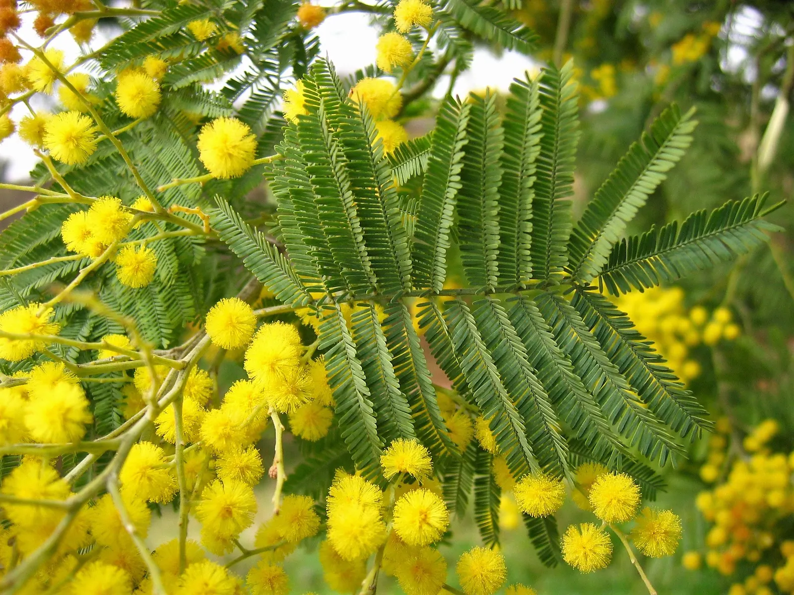 Silver Wattle (Acacia Dealbata) — expect a magnificent spectacle when the tree bursts into bountiful clusters of luminous yellow; for maximum, image 161