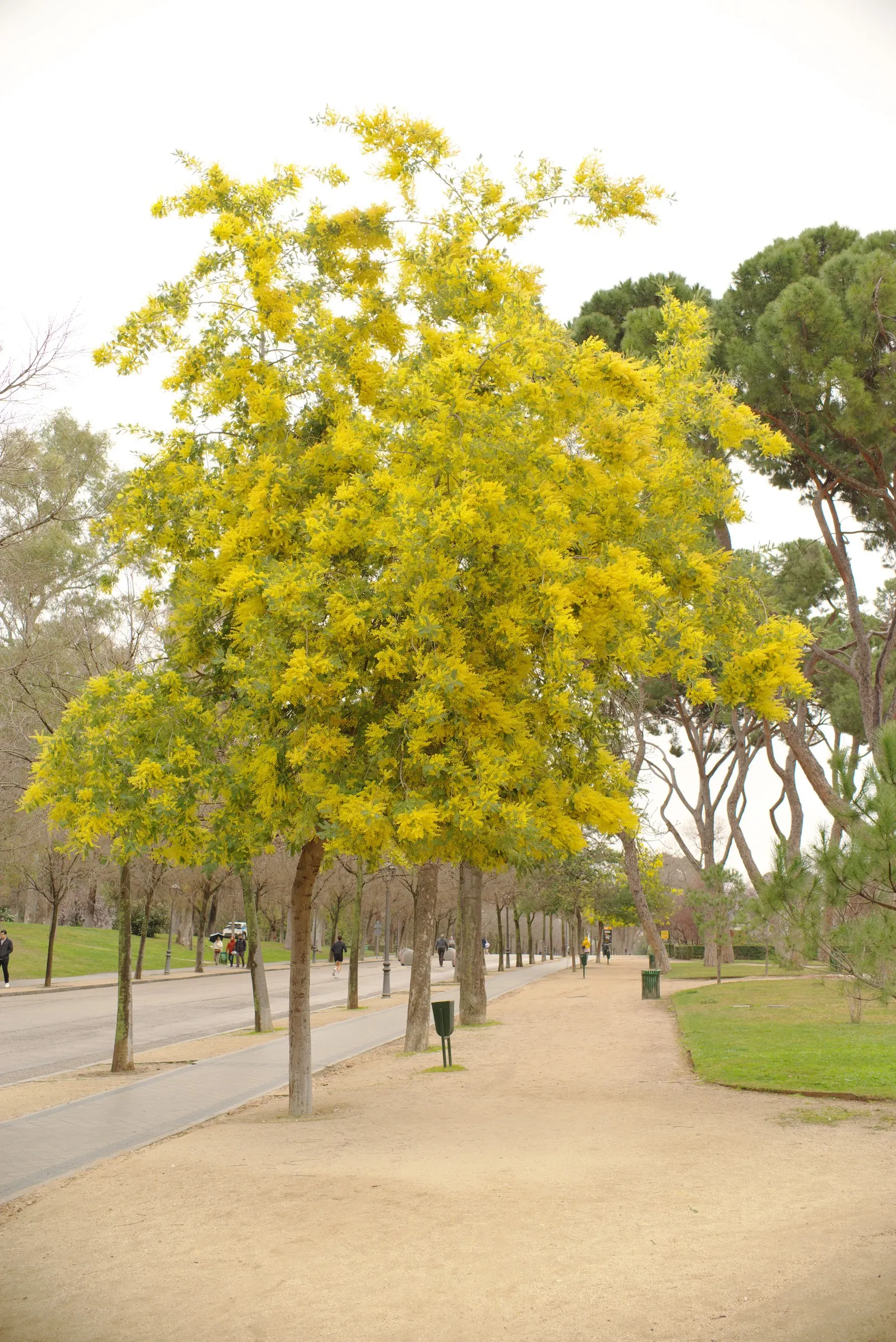 Silver Wattle (Acacia Dealbata) — each approximately 0.20 inches in diameter; its feathery, blue-green foliage and bright yellow, fragrant flowers enliven